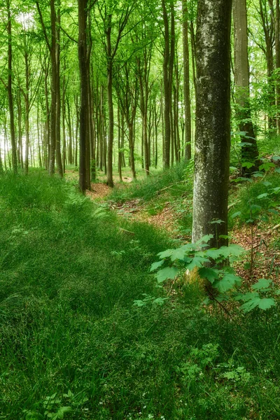 Beech Trees Growing Mystical Lush Overgrown Deciduous Forest Remote Serene — kuvapankkivalokuva