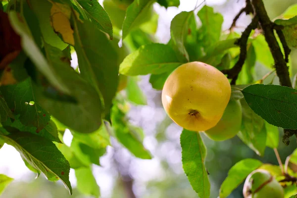 One Yellow Apple Orchard Tree Green Leaves Golden Delicious Organic — Fotografia de Stock