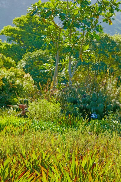 Árboles Verdes Plantas Que Crecen Reserva Natural Jardín Botánico Para — Foto de Stock