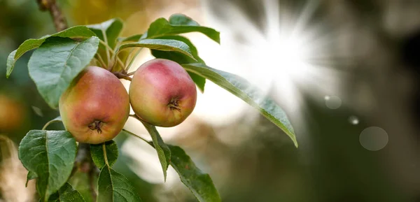 Red Green Apples Ripening Tree Sustainable Orchard Farm Remote Countryside — Stockfoto