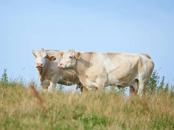 Raising Breeding Livestock Cattle Farm Beef Dairy Industry Landscape Animals — Stock fotografie