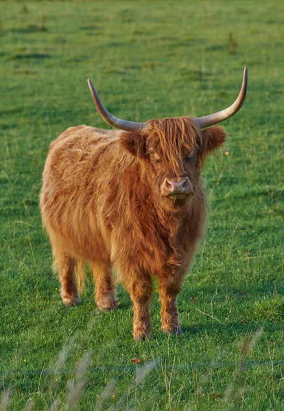 Raising Scottish Breed Cattle Livestock Farm Beef Industry Landscape Animal — 图库照片