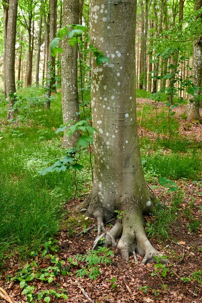 Roots Old Tree Trunk Forest Remote Woodland Spring Green Grass — Stockfoto