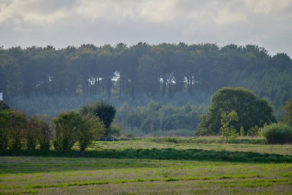 Green Field Landscape Forest Trees Misty Morning Beautiful Nature Scenery — 图库照片