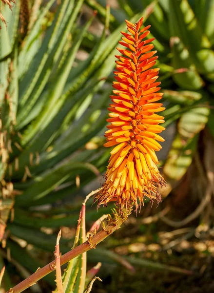 Vibrant Candelabra Aloe Flora Growing Backyard Garden Outdoors Nature Sunny — ストック写真