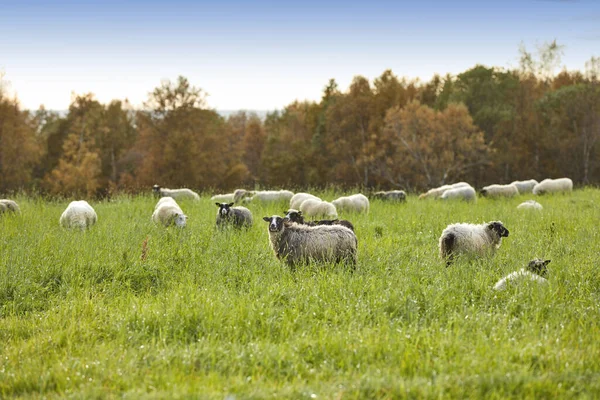 Sheep Farm Countryside City Bodo Its Surroundings Animals Grazing Green — Stockfoto