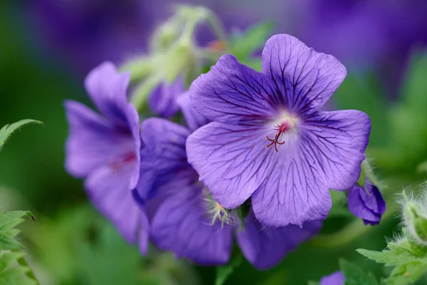 Purple Cranesbill Geranium Flowers Growing Field Botanical Garden Sunny Day — Φωτογραφία Αρχείου