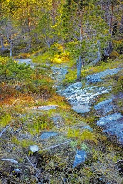 Paesaggio Colorato Una Foresta Rocciosa Con Alberi Verdi Lussureggianti Che — Foto Stock