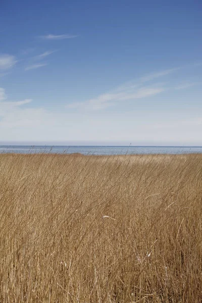 Landscape Reeds Lake Blue Sky Background Copyspace Sea Calm Marshland — ストック写真