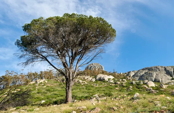 Lush Green Pine Tree Grass Growing Rocks Table Mountain Cape — Stockfoto