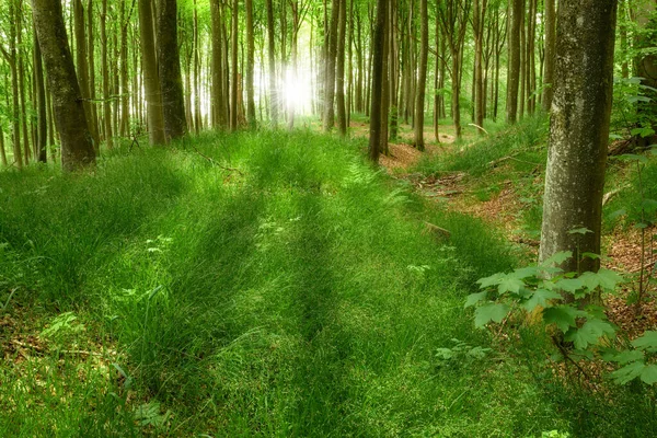 Sendero Misterioso Oculto Que Conduce Través Árboles Haya Crecimiento Bosque — Foto de Stock