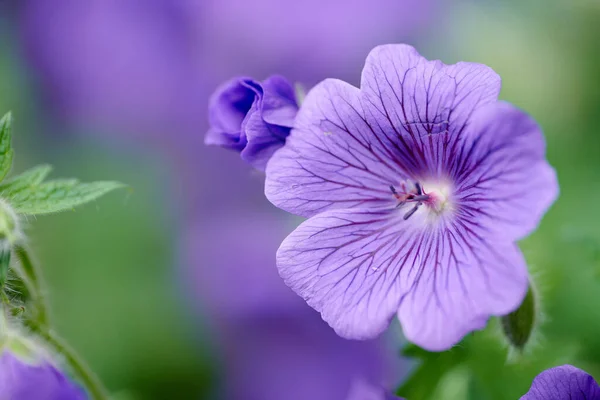 Beautiful Bright Geranium Flower Growing Backyard Garden Spring Day Closeup — Φωτογραφία Αρχείου