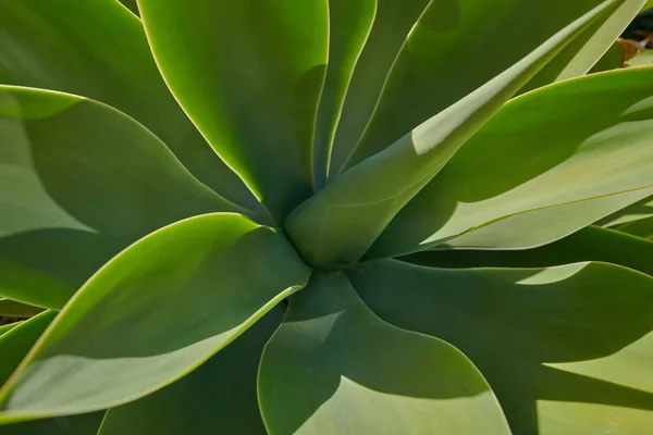 Closeup of a lush green succulent plant in a garden on a sunny day. Gardening for beginners with indoor and outdoor aloe plants. The growth and development process of century plant growing in spring.