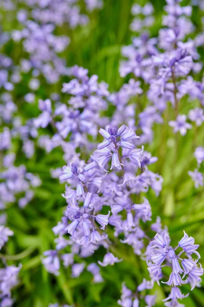 Vibrant Bluebells Growing Garden Spring Sunny Day Bright Flowers Bloom — Φωτογραφία Αρχείου
