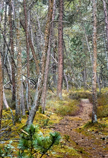 Danimarka Nın Kattegat Kentindeki Bir Ormanda Yetişen Vahşi Çam Ağaçları — Stok fotoğraf