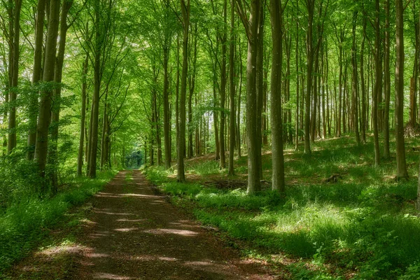 Hidden Mystery Path Leading Growing Beech Trees Magical Deciduous Forest — Stockfoto