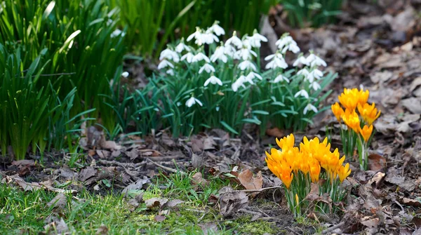 Closeup White Snowdrop Flower Botanical Garden Summers Day Copy Space — Zdjęcie stockowe