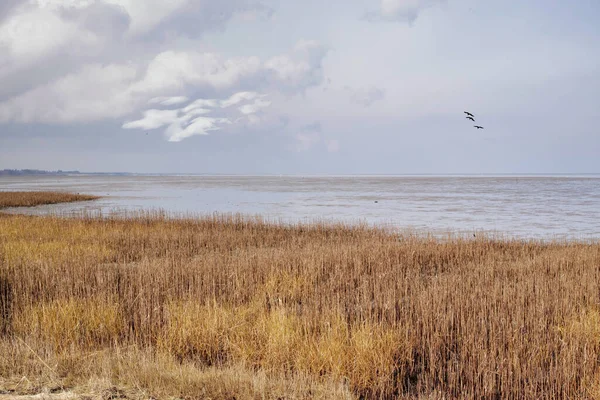 Landscape Lake Reeds Overcast Horizon Seaside Calm Marsh Cloudy Day — 스톡 사진
