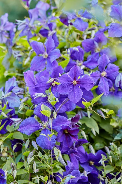 Purple Cranesbill Flowers Growing Garden Many Bright Geranium Perennial Flowering — Φωτογραφία Αρχείου