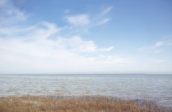 Copyspace with landscape of ocean and dry grassland in Kattegat in Denmark against a blue sky background. Tufts of reeds growing along the shore. Scenic seaside to explore for travel and tourism.