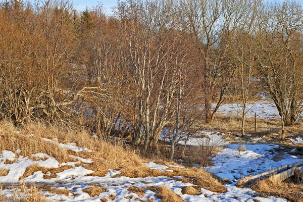 Drzewa Leśne Bez Liści Topniejącym Śniegiem Wczesną Wiosną Sezonowy Krajobraz — Zdjęcie stockowe