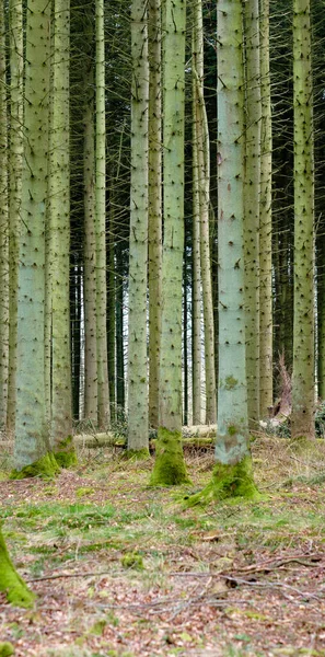 View Enchanting Planted Forest Trees Denmark Secluded Empty Deserted Woodland — 스톡 사진