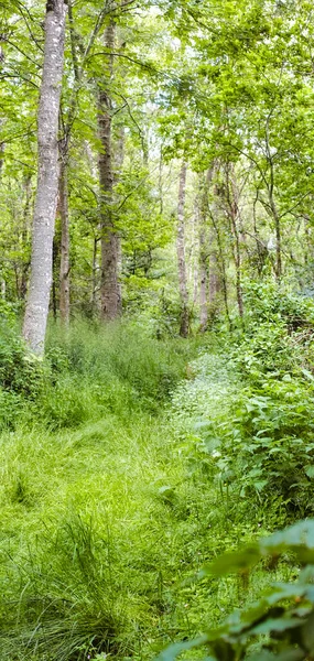Landscape View Hardwood Tree Forest Summer Deserted Secluded Woodland Used — Stockfoto