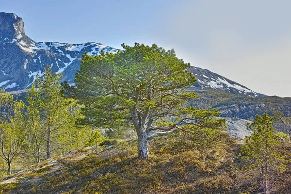 Floresta Árvores Pelas Montanhas Com Neve Derretida Início Primavera Céu — Fotografia de Stock