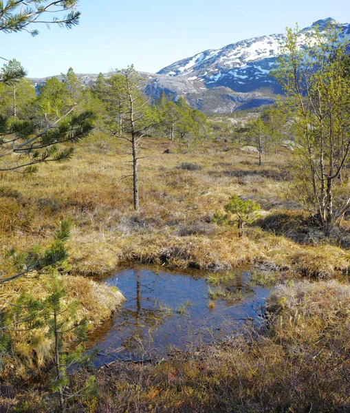 Rural landscape of an overgrown meadow with uncultivated wet marshland. Copyspace with dry grass and wetland on a swamp in Bodo Nordland, Norway against a blue sky background and snow capped mountain.