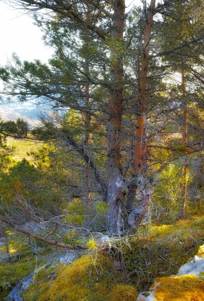 Exuberante Desierto Rocoso Con Árboles Arbustos Silvestres Bodo Nordland Noway —  Fotos de Stock
