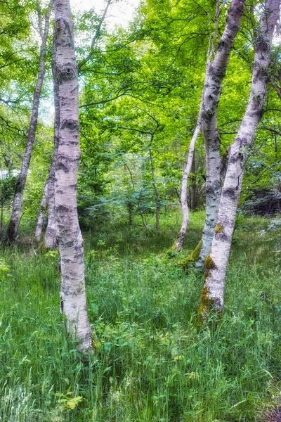 Wild Trees Growing Forest Green Plants Shrubs Scenic Landscape Tall — Foto de Stock