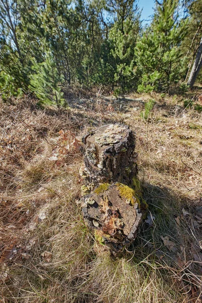 Widok Bliska Mech Pokryte Pniem Drzewa Otwartym Polu Trawy Lesie — Zdjęcie stockowe