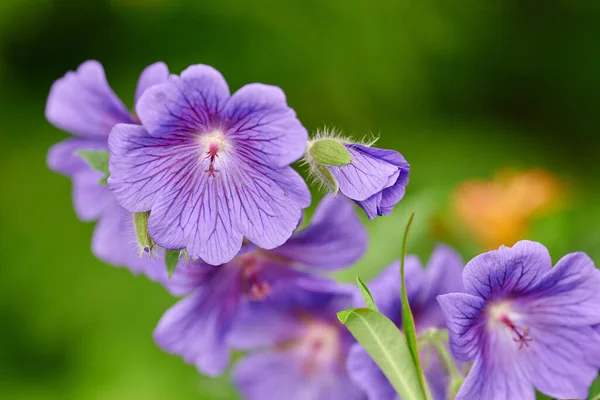 Blue Geranium Flowers Growing Backyard Garden Summer Beautiful Violet Flowering — Φωτογραφία Αρχείου