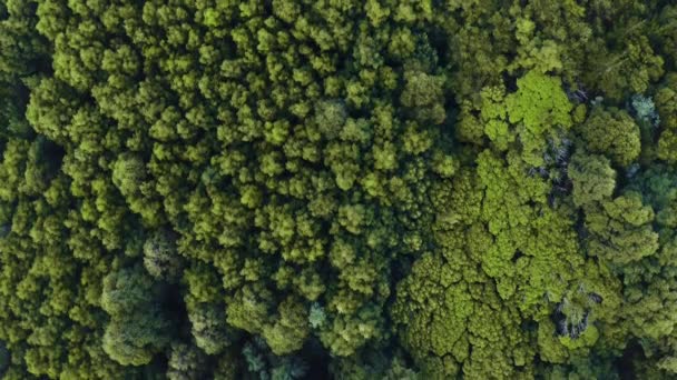 Imágenes Drones Bosque Desde Arriba — Vídeos de Stock