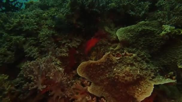 Videobeelden Van Een Koraalbaars Vis Die Zwemt Koraalriffen Van Raja — Stockvideo