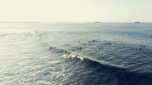 Video Gruppo Surfisti Irriconoscibili Che Remano Navigano Durante Giorno — Video Stock