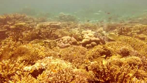 Vidéo Des Bancs Poissons Nageant Parmi Les Récifs Coralliens Colorés — Video