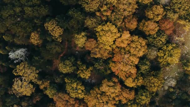 Drone Beelden Van Een Bos Van Boven — Stockvideo