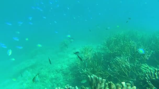 Imagens Vídeo Vida Marinha Subaquática Durante Umas Férias Raja Ampat — Vídeo de Stock