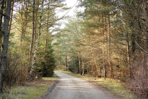 Tie Kuivaan Metsään Jossa Korkeat Rehevät Vihreät Puut Aurinkoisena Kesäiltapäivänä — kuvapankkivalokuva