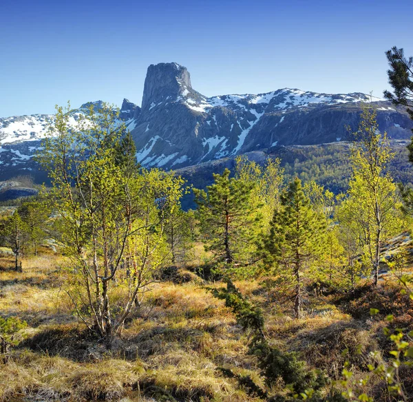 Vista Paisagem Floresta Pinheiros Com Neve Montanha Céu Azul Cópia — Fotografia de Stock