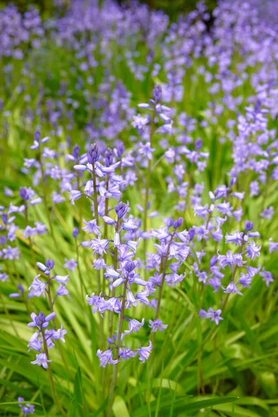 Closeup Spanish Bluebell Flowers Hyacinthoides Non Scripta Blossoming Nature Spring —  Fotos de Stock