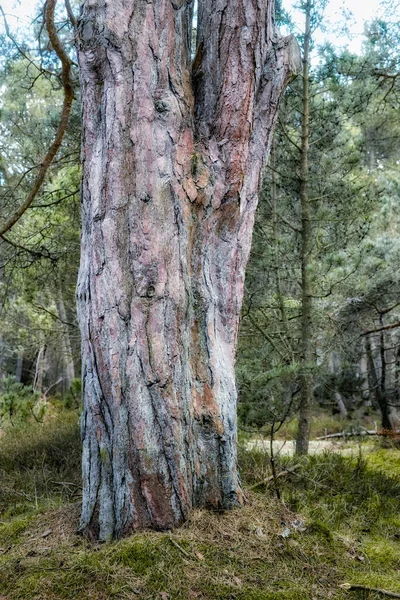 Landscape Big Tree Trunk Forest Wild Nature Scene Old Wood — Foto de Stock