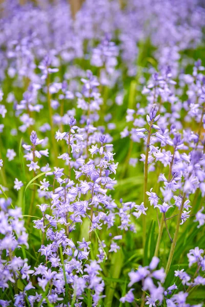 Closeup Common Bluebell Flowers Growing Flowering Green Stems Remote Field —  Fotos de Stock