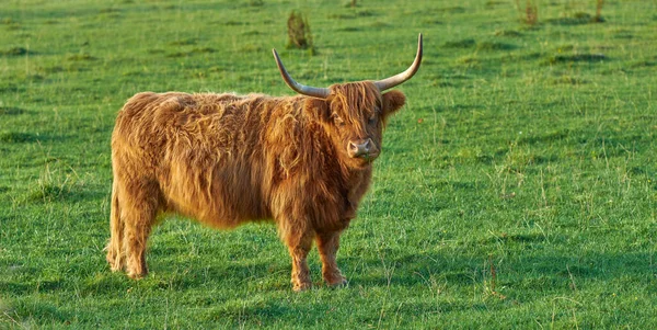 Raising Scottish Breed Cattle Livestock Farm Beef Industry Landscape Animal — Stockfoto