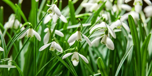 Closeup White Snowdrop Flower Galanthus Nivalis Blossoming Nature Spring Bulbous — 图库照片