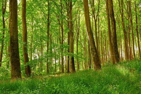 Vue Paysage Une Forêt Pittoresque Arbres Verts Feuillus Frais Paysage — Photo
