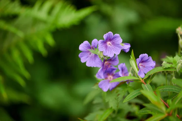 Летом Цветы Гераниума Растут Заднем Дворе Красивое Фиолетовое Цветущее Растение — стоковое фото