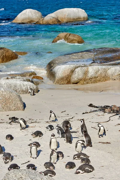 Black Footed African Penguin Colony Boulders Beach Breeding Coast Conservation — 스톡 사진