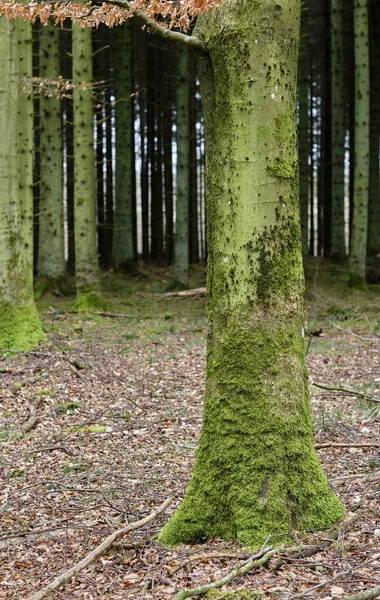 Forest Tall Trees Green Moss Them Autumn Day Outdoors Nature — 图库照片